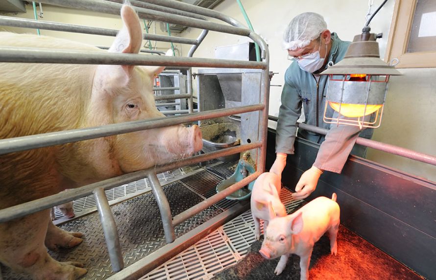 Virus influenza de la grippe du porc : éviter la transmission entre animaux et humains