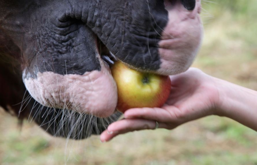 Ingestion médicaments chevaux