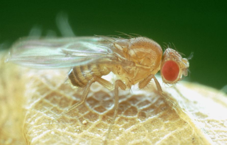 Une mouche drosophile